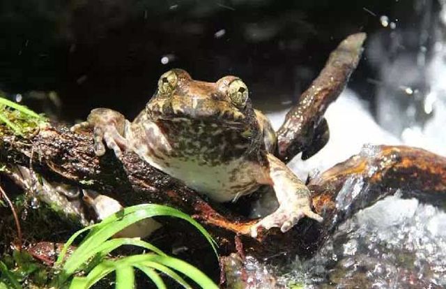 野生石蛙被列入《世界自然保护联盟》2012年濒危物种红色名录