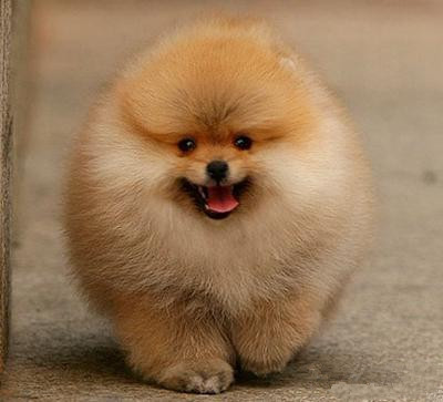 8,博美 网红俊介就是博美哦,博美是非常受欢迎的一种小型犬.