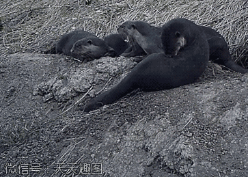 水獭这种动物居然这么萌,看的好想养一只