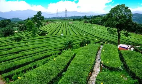 御茶园老总_重庆茶园观山御景