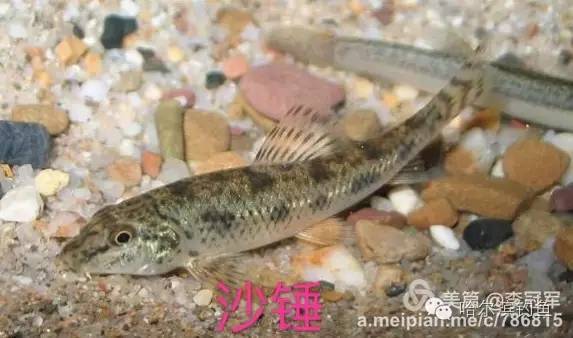 中国常见淡水鱼名称对照,图文并茂教会你认识淡水鱼