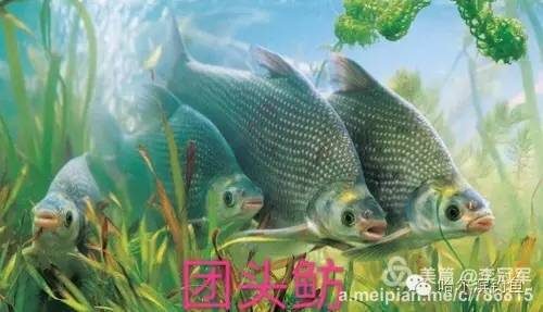 中国常见淡水鱼名称对照,图文并茂教会你认识淡水鱼