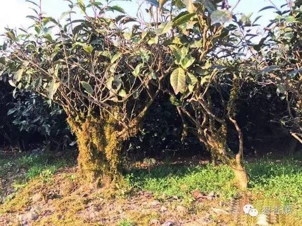 【福鼎白茶大科普-茶树篇】比百度百科还详尽!