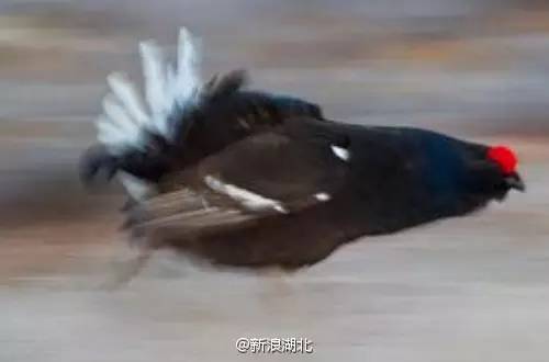 a6q1lu3795128783352.jpeg