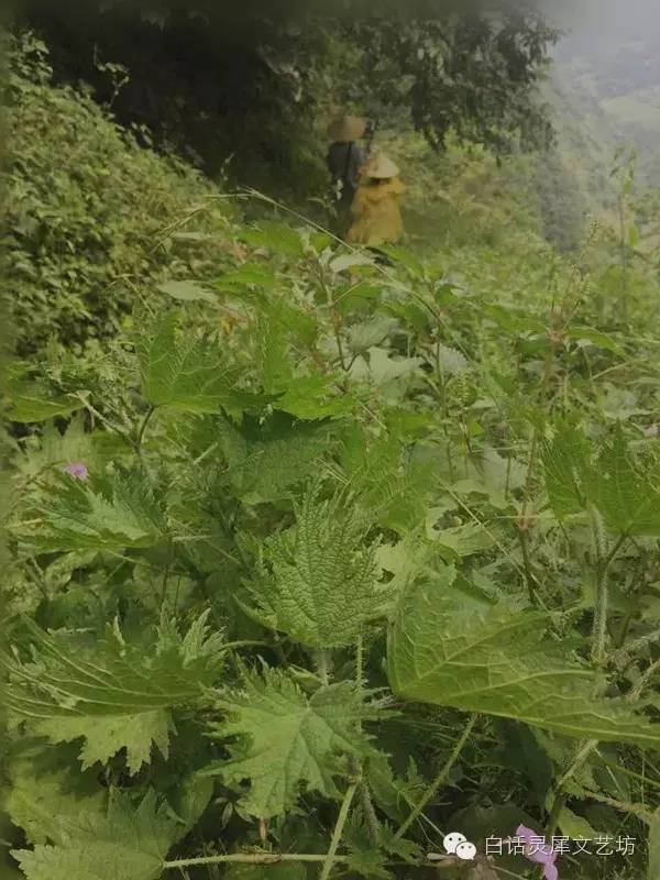 当地人叫它"赖活麻,学名叫"火麻草"