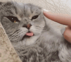 喵:朕感觉身体被掏空 无力捍卫自己的舌头的尊严