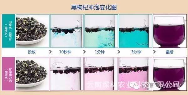 揭秘 黑枸杞泡水变色的真相 真的是"染色"了?