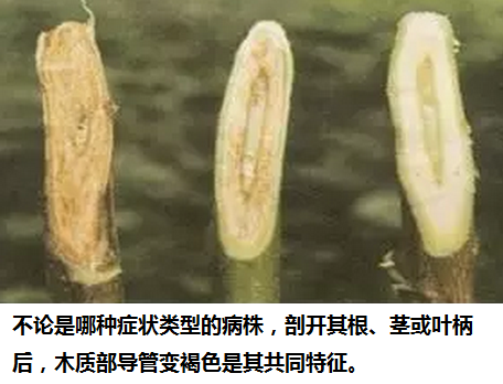 棉花枯萎病的防治措施及拯救方法