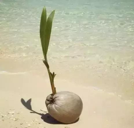 慢慢积累这些水分就形成了椰子水, 它是椰子存储在种子中的"淡水".