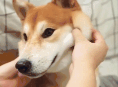 柴犬宝宝——狗界的