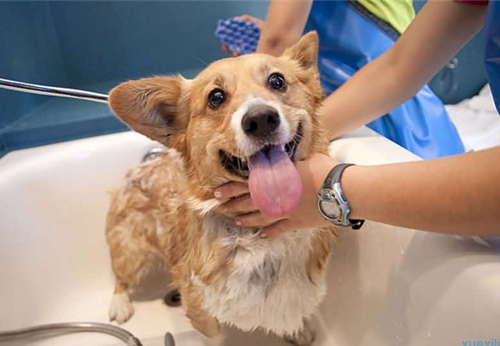 狗狗毛发不好吃什么狗粮 a8icri1071049174672.png