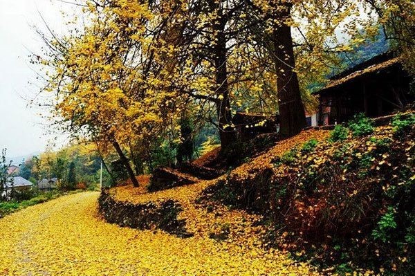 重庆的秋天承包了所有色彩,惊艳了全世界!
