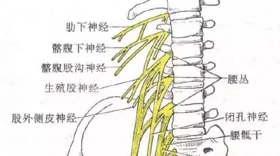 腰丛的分支包括髂腹下神经(t12,l1,髂腹股沟神经(l1,股外侧皮神经