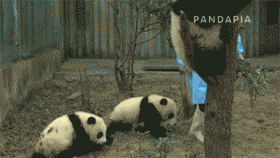 人家撸熊猫!