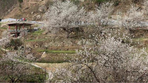 郧西天河景区樱花谷 一园一品 一园一色 四季常青