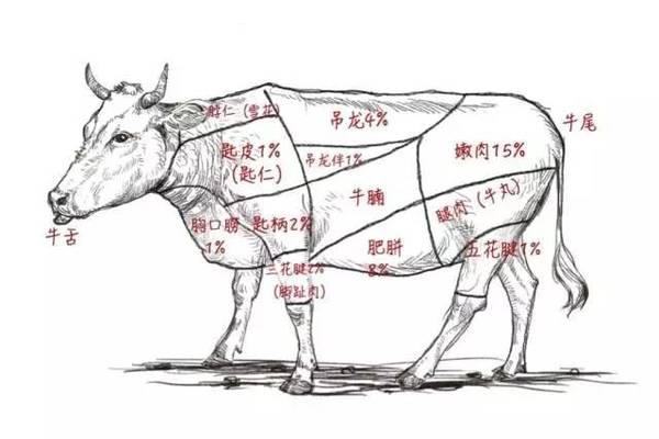 企鹅绘制/牛肉部位图
