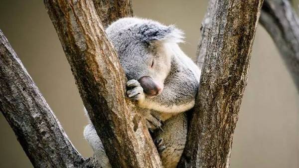 希望孩子有才华的名字 所谓最可惜的才华,就是