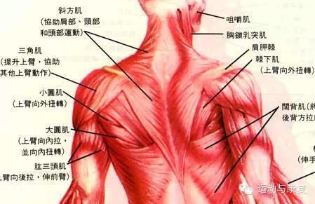 肩峰上滑囊 ·三角肌下滑囊 ·前锯肌滑囊 ·肩胛下肌滑囊 ·胸大