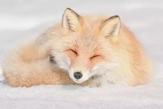 我是自由飞翔的长尾山雀.黑蜂雪蜜是象冻猪油样的吗图片