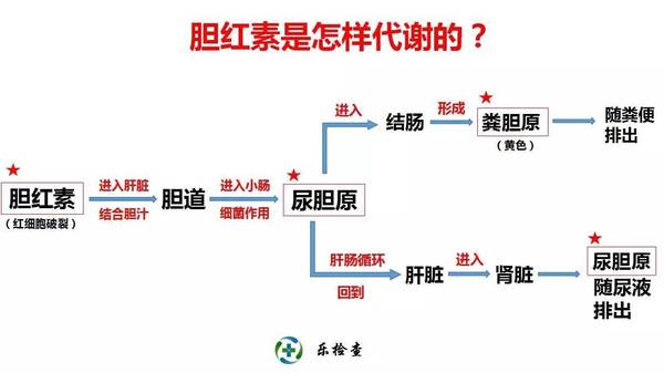 运动的:胆红素是血细胞破裂后产生的,破裂后产生的胆红素叫间接胆红素