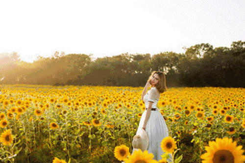 这次向日葵花海景区种植面积庞大,累计种植近百万株进口观赏型向日葵
