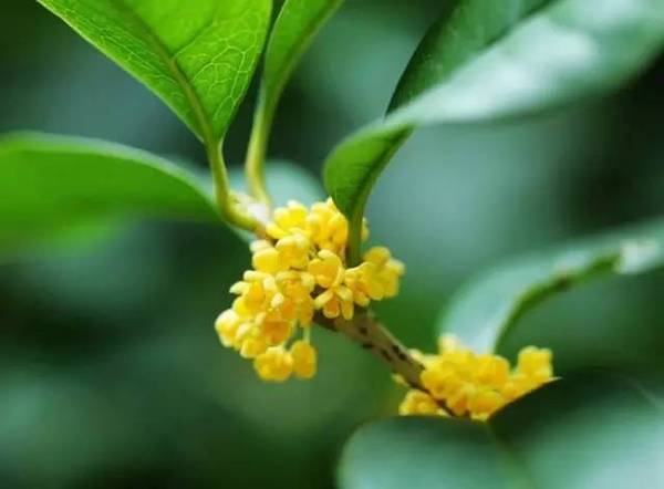 【图文】又是一年月圆桂花香