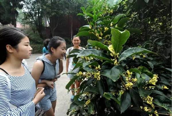 今年中秋赏桂正当时 桂花一般有2-4发 第一发预计会持续到中秋节后 而