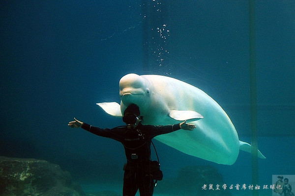 首席村妇:跟白鲸和海豚亲吻算不算谈恋爱呢?