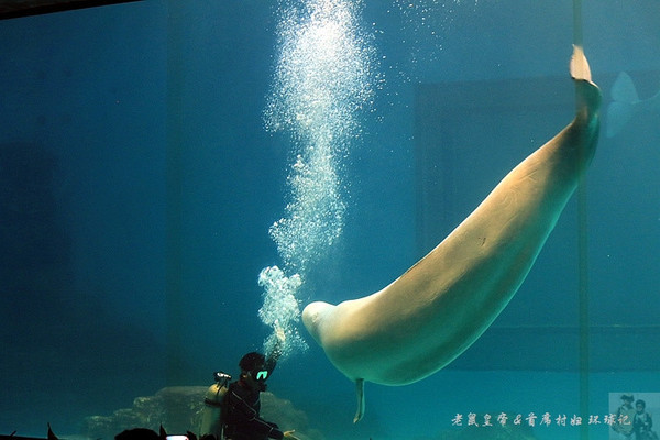 首席村妇:跟白鲸和海豚亲吻算不算谈恋爱呢?