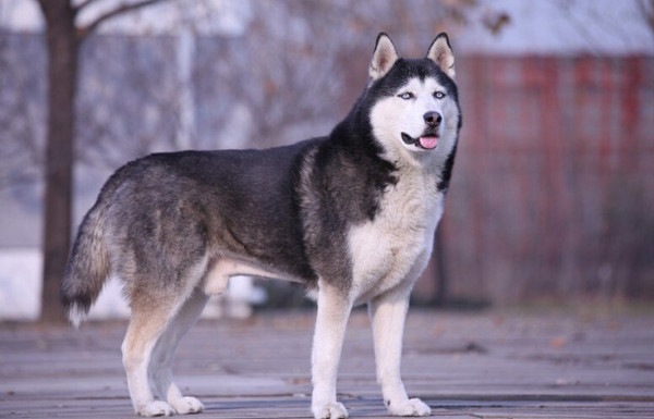 西伯利亚平原狼是西伯利亚雪橇犬"哈士奇"的祖先.