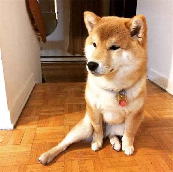 狗咬屁股猜成语_看图猜成语(3)