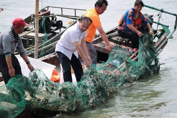 什么,阳澄湖大闸蟹还没开捕!那我们吃的是什么蟹?
