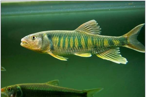 【鱼----水中精灵】棒花鱼&中华花鳅&中华沙塘鳢&马口鱼&圆尾斗鱼