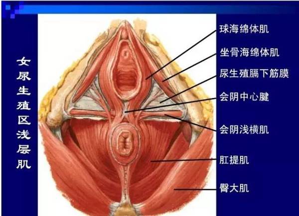 女性性高潮的兴奋程度会远远超过男性,女性可以获得多重不同感受的