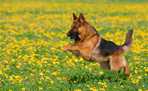 德国牧羊犬狗简笔画 德国牧羊犬狗简笔画画法