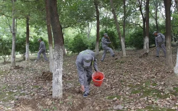 秋冬季节苗木移栽需要避开五大误区【好养护课堂】