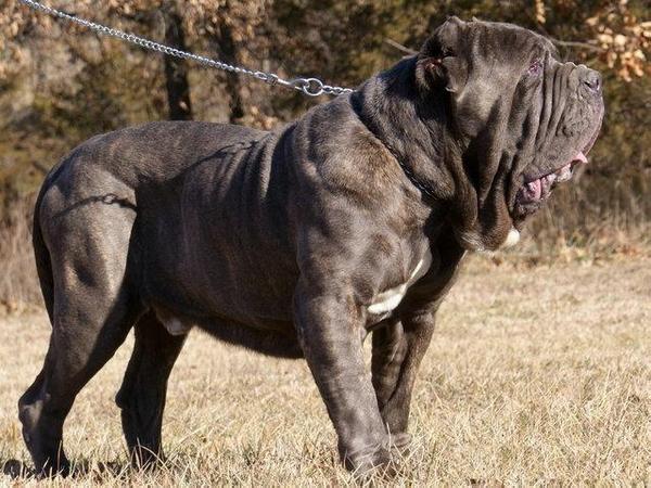 比特犬排名_比特犬血统排名配图(3)