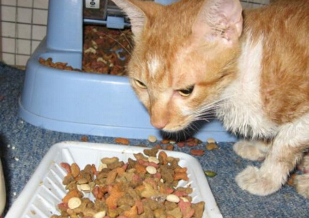 猫咪吃什么容易长胖猫粮推荐 a67hkg56835494843448.jpg