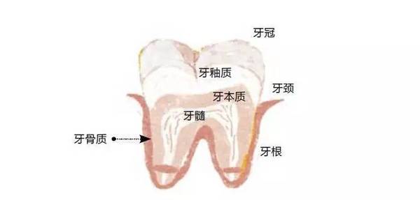 从外观上看,牙齿由牙冠,牙根及牙颈三部分组成.