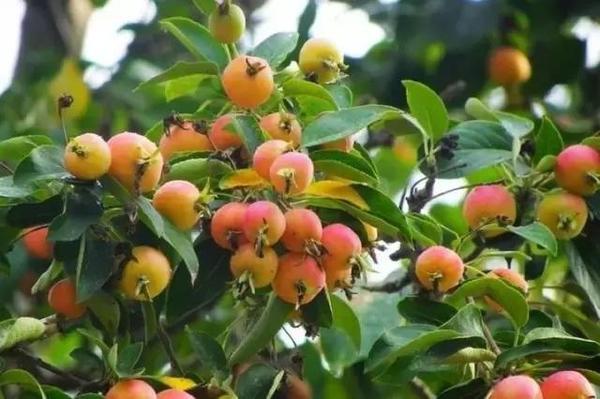 啥是海棠果 a08tg835190239265867.jpg