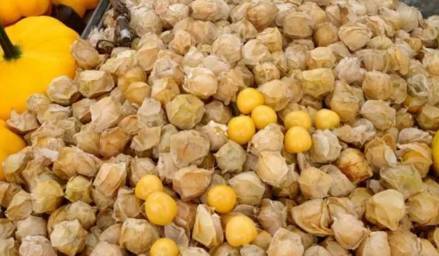珠海这一种水果最近很火,形似蛋黄却有芒果味?
