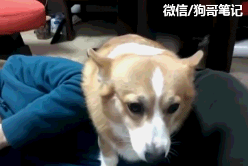 男主人仰手去打妻子 狗狗作出这等反应让人感动