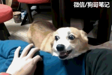 男主人仰手去打妻子 狗狗作出这等反应让人感动