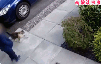 5岁儿童疯狂虐猫,结果猫咪还击时主人发话了