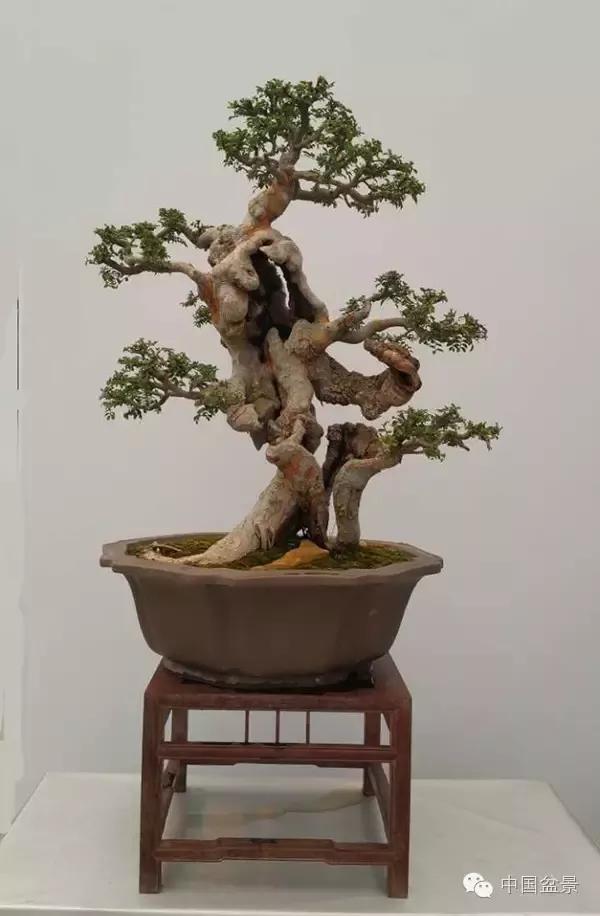 第三届中国精品盆景(沭阳)邀请展看点多