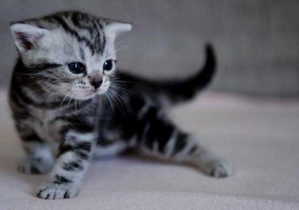 猫咪排名_可爱猫咪头像