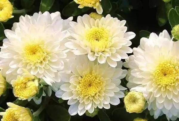 双生花是什么颜色的 a7vkdh5066127346708.jpeg