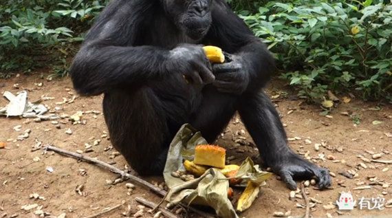 在澳大利亚当地的一所动物保护中心里有一只年老的黑猩猩叫bouboule