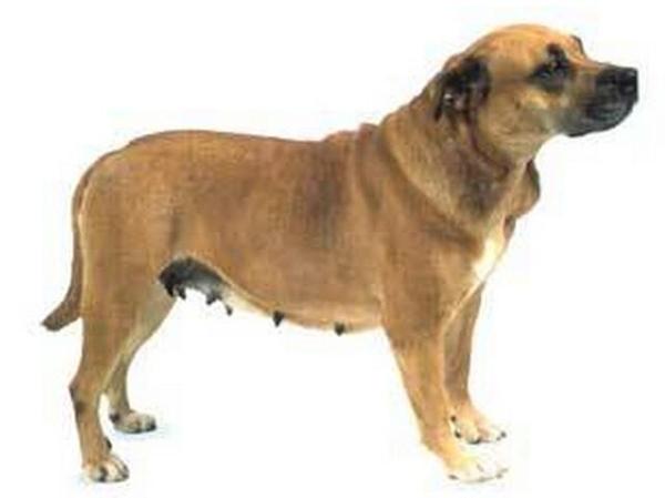 比特犬排名_比特犬血统排名配图(3)