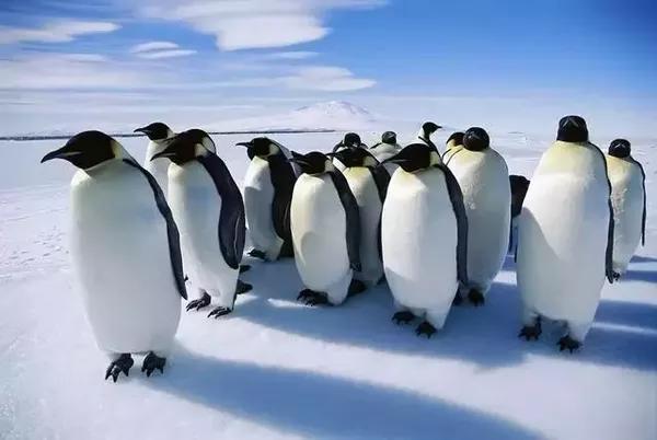 从背面看,你能不能看出谁是帝企鹅谁是王企鹅?